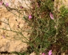 Antirhinum litigiosum 2/2 Antirhinum litigiosum 2/2