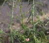 Antirhinum litigiosum 2/2 Antirhinum litigiosum 2/2