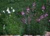 Antirrhinum litigiosum 1/5 Antirrhinum litigiosum 1/5
