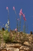 Antirrhinum litigiosum 1d2 Antirrhinum litigiosum 1d2