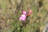 Antirrhinum litigiosum 1d2 Antirrhinum litigiosum 1d2