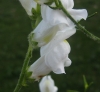 Antirrhinum litigiosum 2/5 Antirrhinum litigiosum 2/5