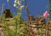 Antirrhinum litigiosum 2d2 Antirrhinum litigiosum 2d2