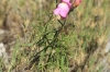 Antirrhinum litigiosum 2d2 Antirrhinum litigiosum 2d2