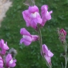 Antirrhinum litigiosum 4/5 Antirrhinum litigiosum 4/5