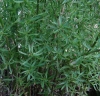 Antirrhinum litigiosum 5/5 Antirrhinum litigiosum 5/5