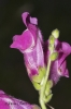 Antirrhinum majus L.