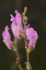 Antirrhinum litigiosum Antirrhinum litigiosum
