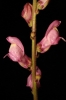 Antirrhinum litigiosum 1/3 Antirrhinum litigiosum 1/3