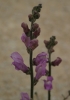 Antirrhinum litigiosum Antirrhinum litigiosum