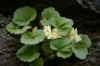 Asarina procumbens Mill.