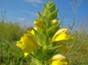 Bartsia trixago L.