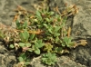 Chaenorhinum crassifolium ? Chaenorhinum crassifolium ?