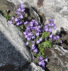 Chaenorhinum origanifolium (L.) Kostel. subsp. origanifolium