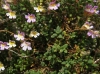 Chaenorhinum crassifolium 1/2 Chaenorhinum crassifolium 1/2