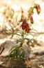 Digitalis obscura L. subsp. obscura