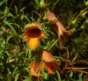 Digitalis obscura L. subsp. obscura
