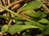Erinus alpinus L.