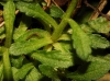 Erinus alpinus L.