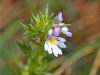 Euphrasia stricta ? 3/3