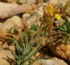 Linaria 3/3