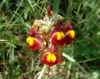 Linaria aeruginea ? 2/3 Linaria aeruginea ? 2/3