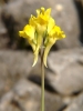 Linaria badalii ?