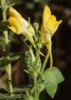 Linaria cavanillesii Chav.