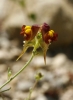 Linaria aeruginea 1d3