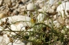 Linaria aeruginea 2d3 Linaria aeruginea 2d3