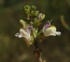 Linaria repens (L.) Mill.