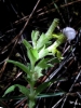 Odontites cebennensis H.J.Coste & Souli