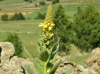 Verbascum ? Verbascum ?