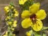 Verbascum boerhavii L.