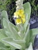 Verbascum giganteum Willk.