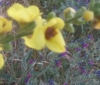 Verbascum sp. 6 de 6