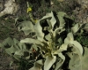 Verbascum thapsus 1/4 Verbascum thapsus 1/4