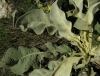 Verbascum thapsus 2/4 Verbascum thapsus 2/4