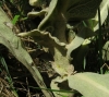 Verbascum thapsus 3/4 Verbascum thapsus 3/4