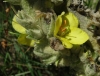 Verbascum thapsus 4/4 Verbascum thapsus 4/4