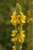 Verbascum thapsus L. Verbascum thapsus L.