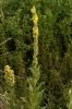 Verbascum thapsus L. Verbascum thapsus L.