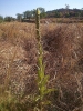 Verbascum thapsus L. Verbascum thapsus L.