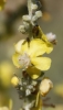 Verbascum