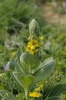 Verbascum