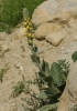 Verbascum ?