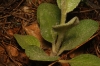 Verbascum sp. 2/4