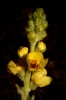 Verbascum sp. 3/4