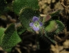 Veronica hederifolia L.