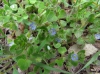 Veronica hederifolia L.